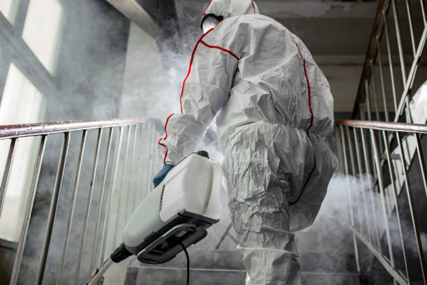 Best Mold Remediation for Vacation Homes  in Webster, FL